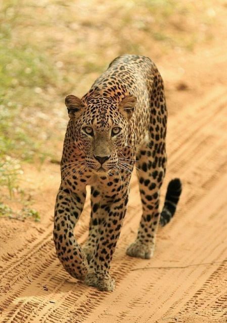 Jaipur: Jhalana/Amagarh leopard safari private tour - The Not-So-Great Moments