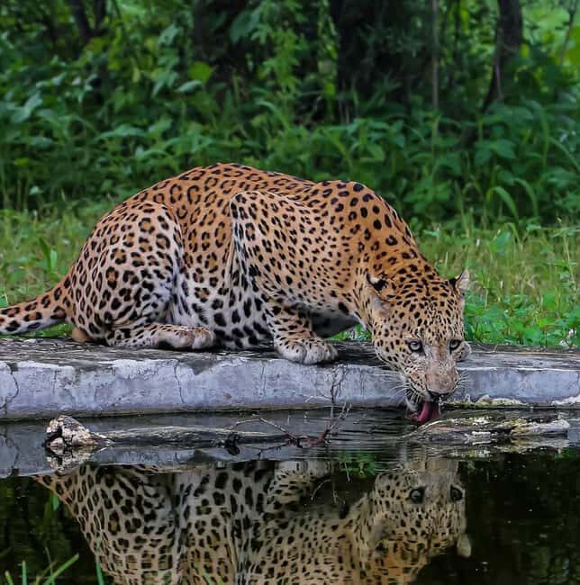 Jaipur: Jhalana/amagarh Leopard Safari - A Balanced Look at the Experience