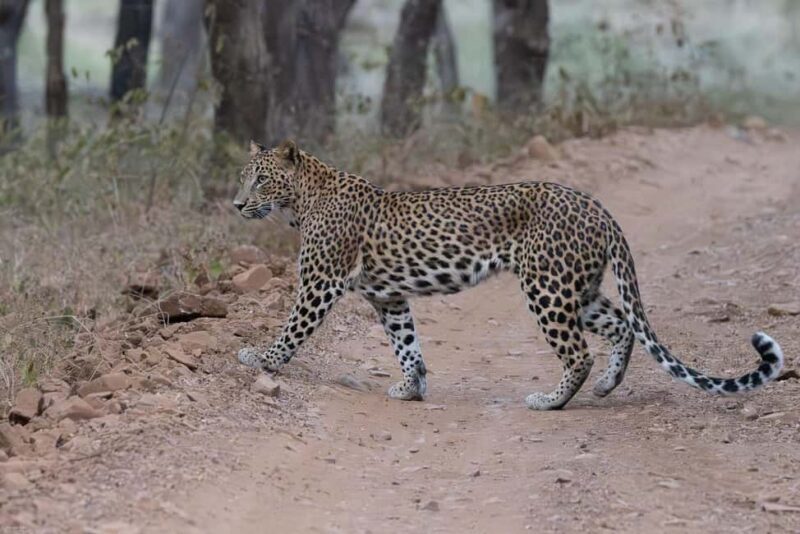 Jaipur: Jhalana/Amargarh Leopard Safari Private Tour - Jaipur: Jhalana/Amargarh Leopard Safari Private Tour — An In-Depth Look