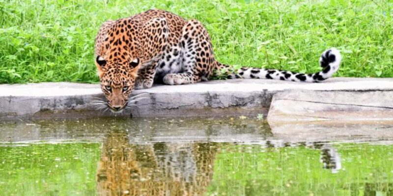 Jaipur: Jhalana/Amargarh Leopard Safari Private Tour - The Real Value of This Safari