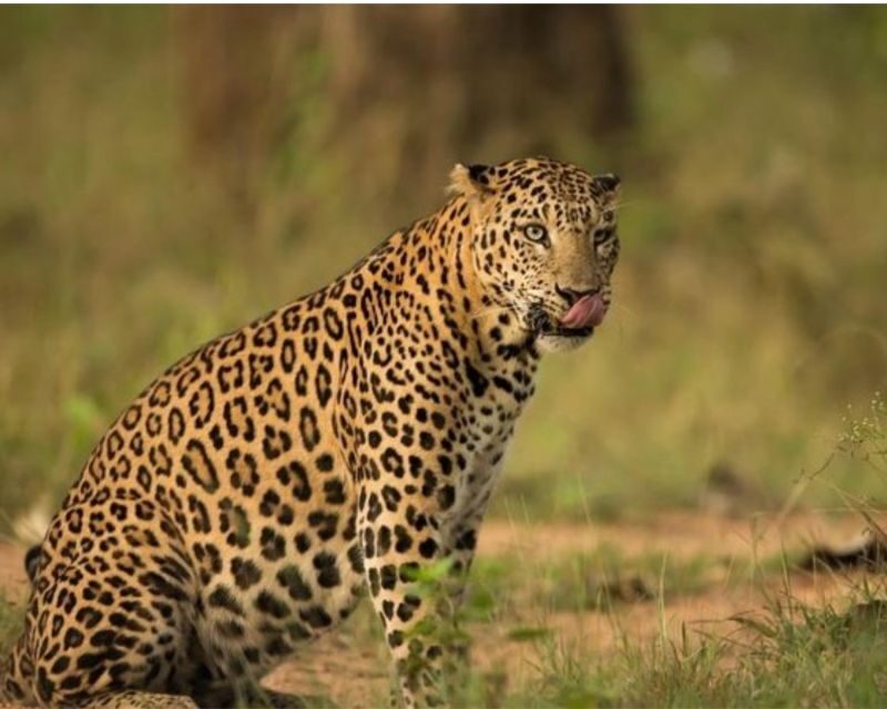 Jaipur: Jhalana/Amargarh Leopard Safari Private Tour - Who Should Consider This Tour?