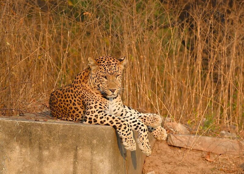 Jaipur: Jhalana Leopard Safari Tour - A Practical Guide to the Jhalana Leopard Safari