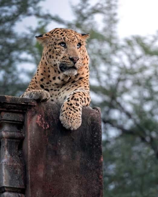 Jaipur: Jhalana leopard safari tour with hotel pickup & drop - Key Points