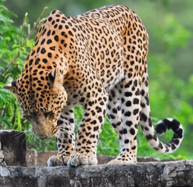 Jaipur: Jhalana Leopard Safari with Bird Watching - Key Points