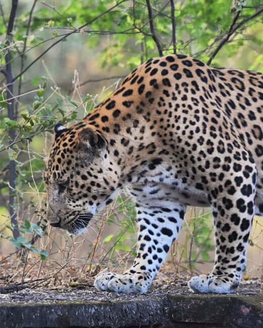 Jaipur: Jhalana Leopard Safari with Bird Watching - FAQ