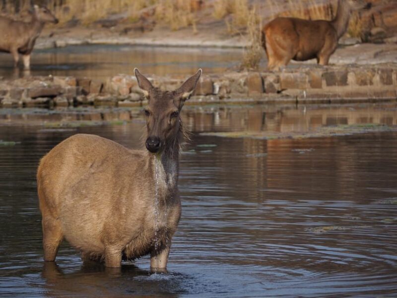 Jaipur: Leopards Safari Tour at Jhalana l Spot Wild Animals - The Experience in Detail