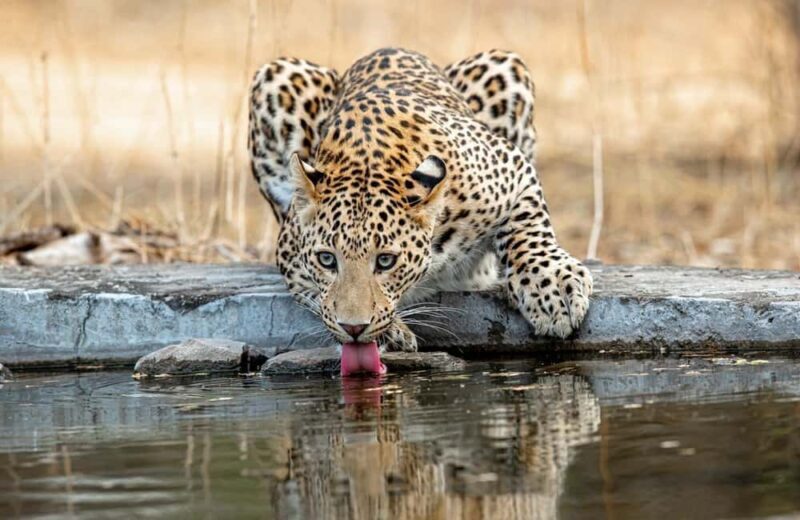 Jaipur: Leopards Safari Tour at Jhalana l Spot Wild Animals - Possible Drawbacks