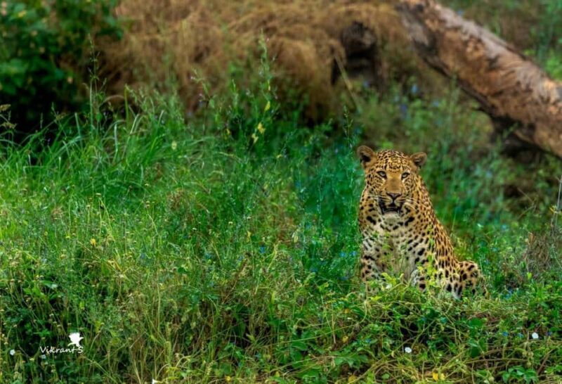 Jaipur: Leopards Safari Tour at Jhalana l Spot Wild Animals - Who Should Consider This Tour?