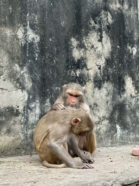 Jaipur: Monkey Temple and Sun Temple Guided Tour - Key Points