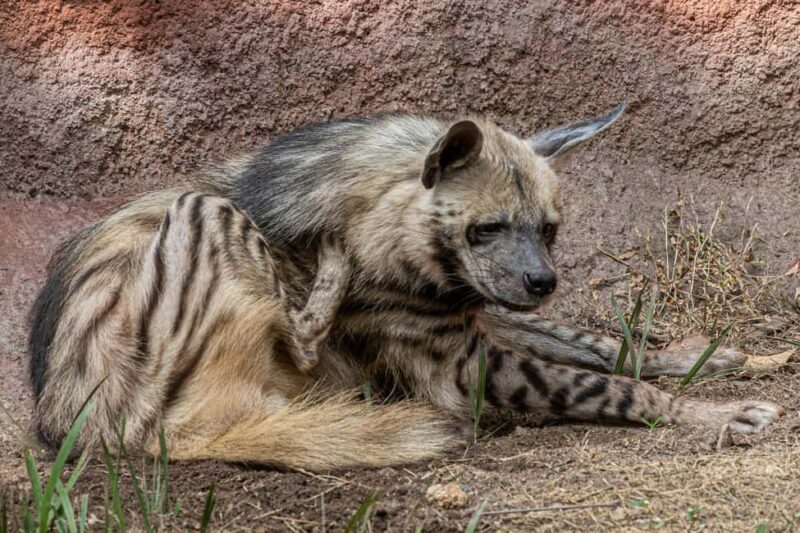 Jaipur: Nahargarh Biological Park Entry Ticket - The Sum Up