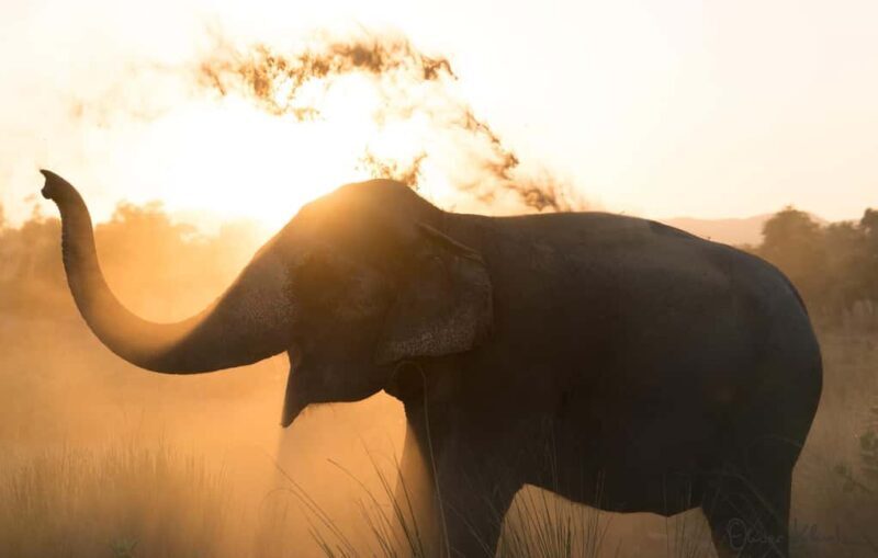 Jaipur: Private Elephant Sanctuary - Key Points