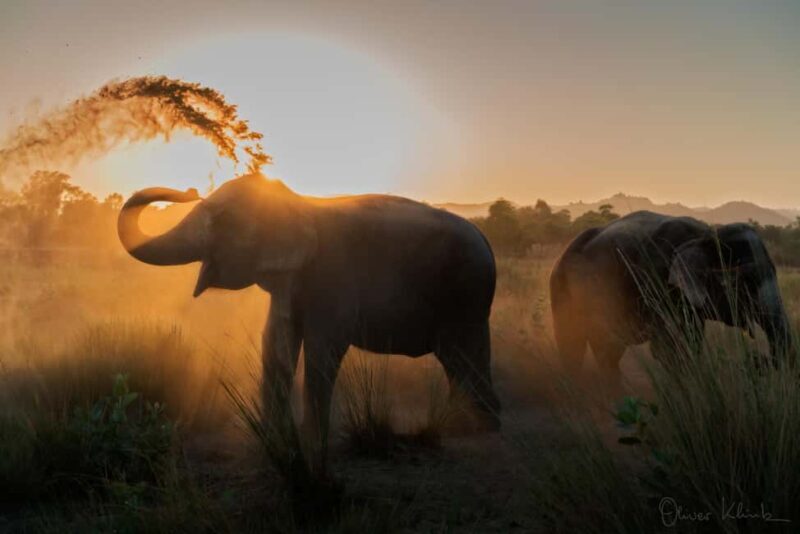 Jaipur: Private Elephant Sanctuary - An In-Depth Look at This Elephant Sanctuary Experience