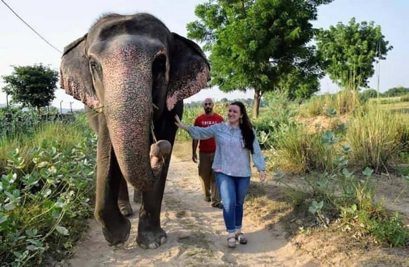 Jaipur: Private Elephant Sanctuary - FAQs