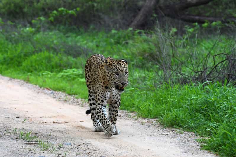 Jaipur: Private Guided Jhalana Leopard Safari Tour - Key Points