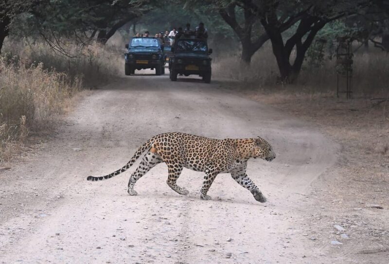 Jaipur: Private Guided Jhalana Leopard Safari Tour - An In-Depth Look at the Safari Experience