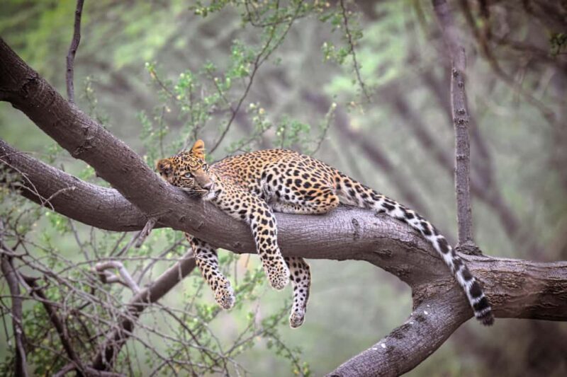 Jaipur: Private Guided Jhalana Leopard Safari Tour - FAQ