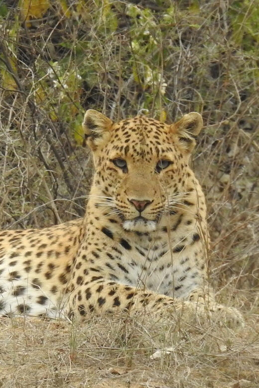 Jaipur: Private Guided Safari at Amagarh Leopard Reserve - Jaipur: Private Guided Safari at Amagarh Leopard Reserve