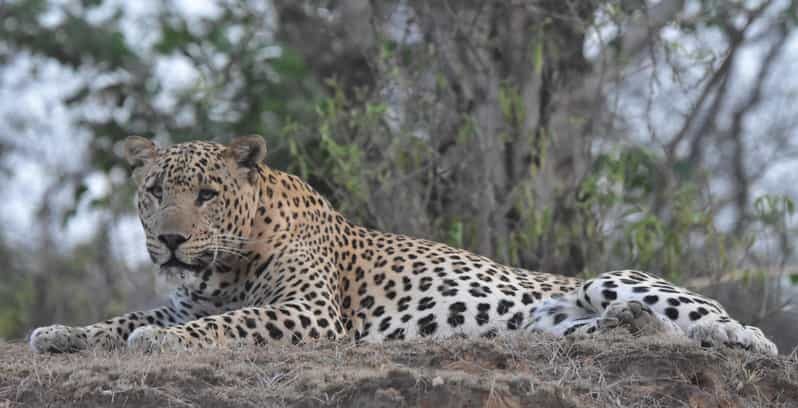 Jaipur: Private Guided Safari at Amagarh Leopard Reserve - Exploring the Amagarh Leopard Reserve: An Authentic Wildlife Experience
