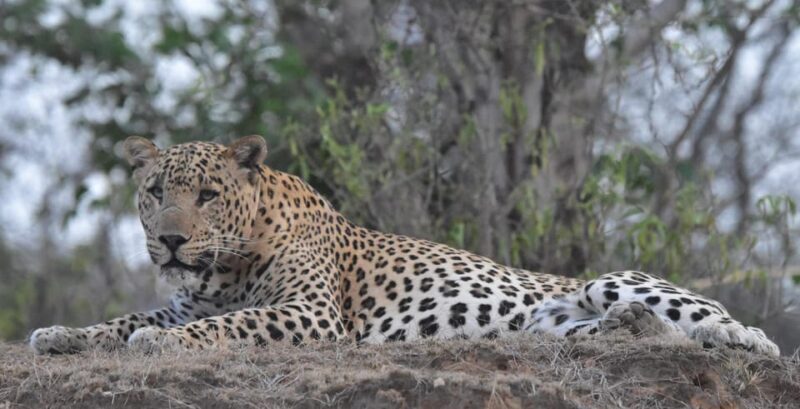 Jaipur: Private Guided Safari at Amagarh Leopard Reserve - Practical Tips for Your Safari