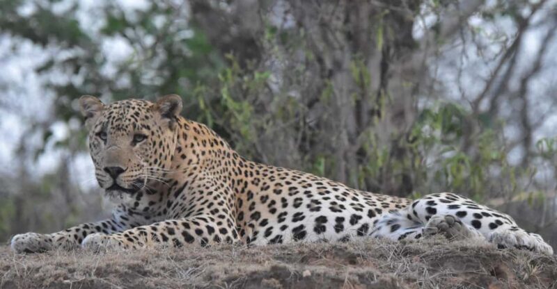 Jaipur: Private Guided Safari at Amagarh Leopard Reserve - The Value of This Experience
