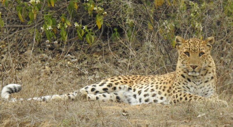 Jaipur: Private Guided Safari at Amagarh Leopard Reserve - FAQs