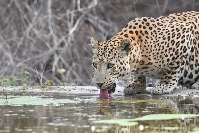 Jaipur: Private Jhalana Leopard Safari Tour - Key Points
