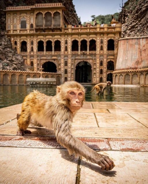 Jaipur sightseeing tour with monkey temple (Galta ji temple) - Practical Tips for Making the Most of This Tour