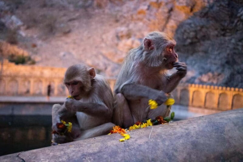 Jaipur: Sightseeing Tour with Visit to Galtaji Monkey Temple - FAQ