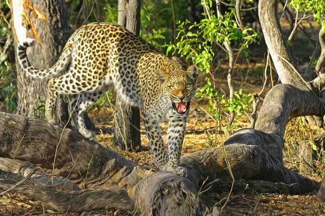 Jaipur to Jhalana Leopard reserve Private Day Trip All Inclusive - Jaipur to Jhalana Leopard Reserve Private Day Trip All Inclusive: A Detailed Review