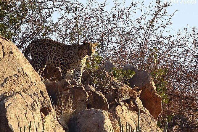 Jaipur to Jhalana Leopard reserve Private Day Trip All Inclusive - Authentic Encounters and What the Reviews Say