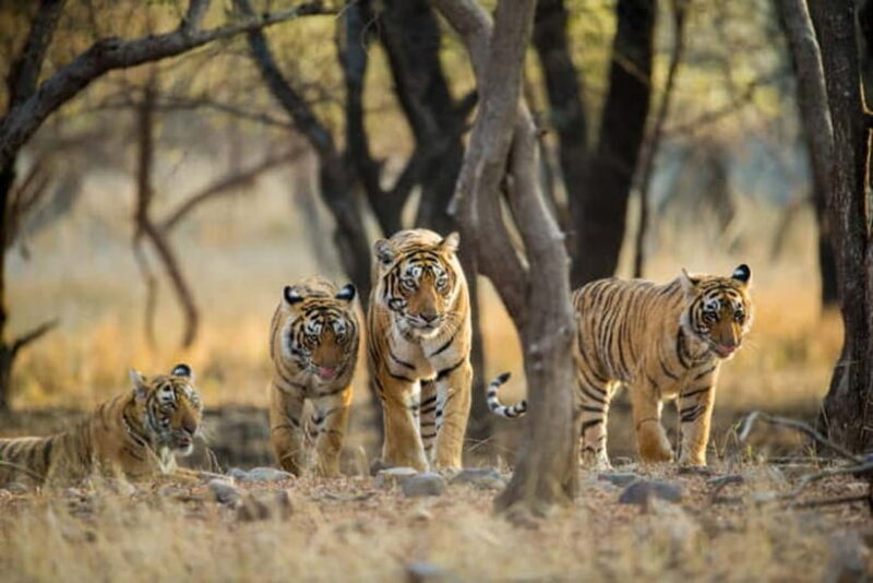 Jaipur to Ranthambore National Park Wildlife Safari - Jaipur to Ranthambore National Park Wildlife Safari — A Practical Guide