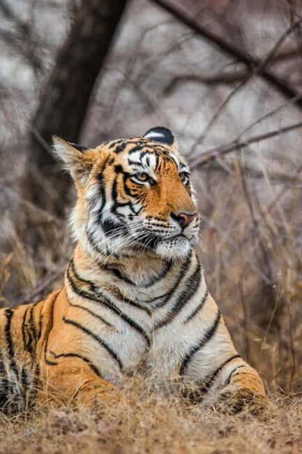 Jaipur to Ranthambore National Park Wildlife Safari - The Guides and Their Insights