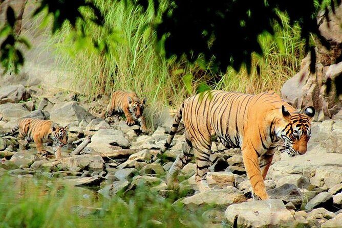 Jaipur to Ranthambore Same Day Tiger Safari - Who Will Love This Tour?