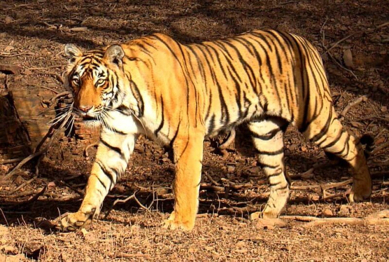 Jaipur : Wildlife with Agra & Delhi Tour 3 Nights 4 Days - Transportation and Group Size