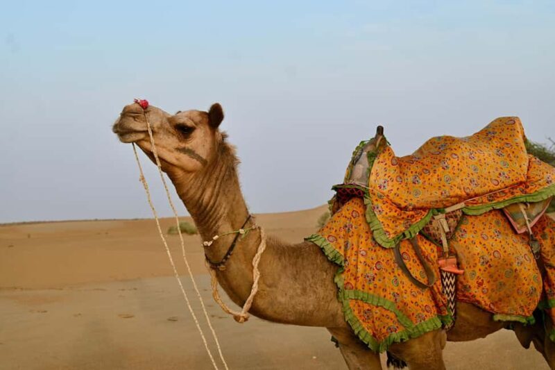 Jaisalmer: Desert Camp with Camel Ride and Cultural Show - Key Points