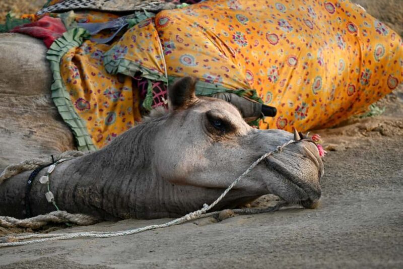 Jaisalmer: Desert Camp with Camel Ride and Cultural Show - Final Thoughts