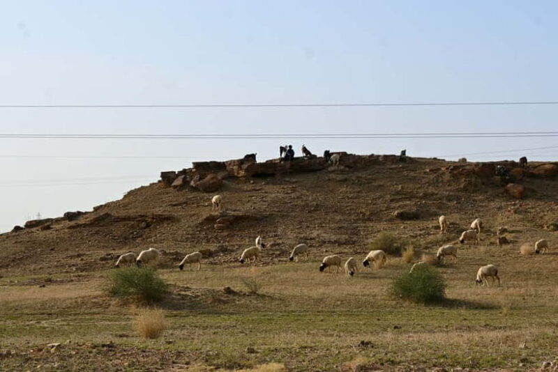 Jaisalmer: Sam Sand Dunes Sunset Tour with Camel Ride - Key Points