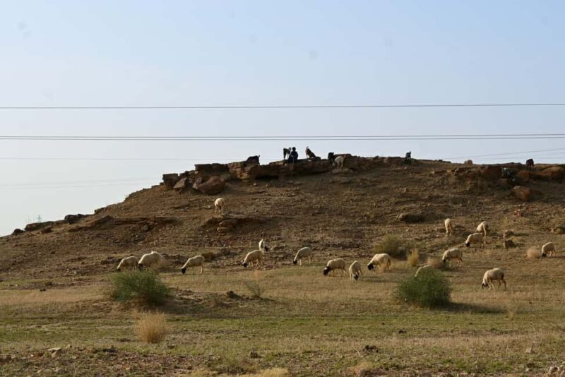 Jaisalmer: Thar Desert Sunset Camel Ride with Dinner & Show - An Honest Look at the Experience