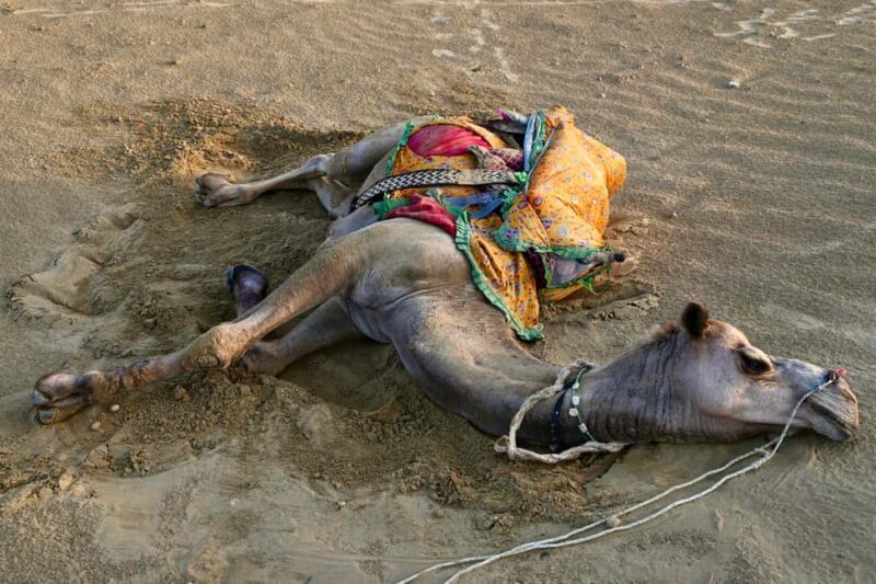 Jaisalmer: Thar Desert Sunset Camel Ride with Dinner & Show - Final Thoughts