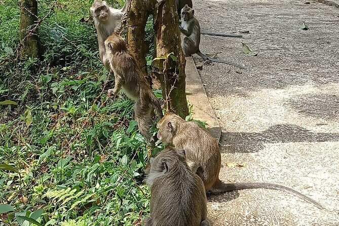Jakarta Bogor Botanical Garden, Waterfall and Rice terrace, Lunch - Exploring the Bogor Tour: A Final Word