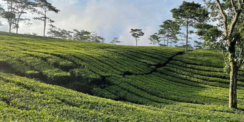 Jakarta: Volcano, Tea/Rice Fields, Hot Spring, Local Food - Final Thoughts