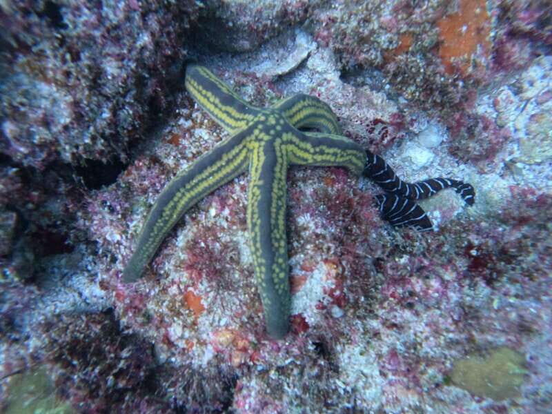 Jalisco: Scuba Diving at Los Arcos for Certified Divers - An In-Depth Look at the Tour Experience