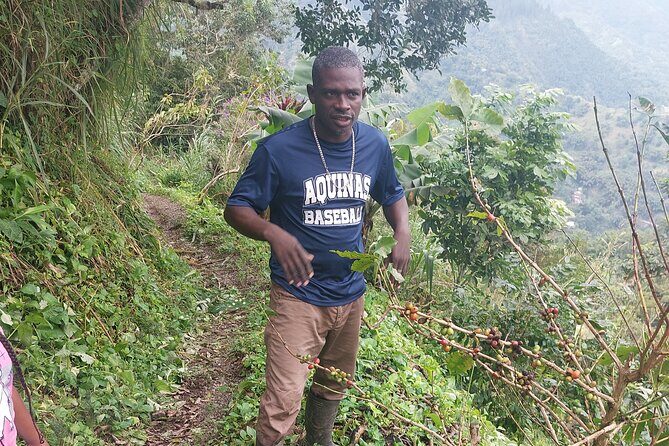 Jamaica Blue Mountain Coffee Tour and sightseeing experience - Jamaica Blue Mountain Coffee Tour and Sightseeing Experience