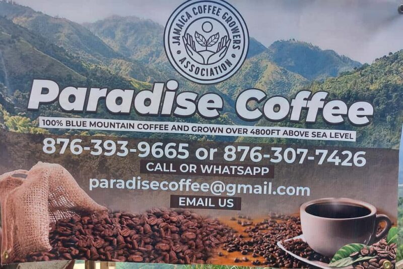 Jamaica Blue Mountains: Coffee tasting and nature adventure - Practical Tips for Booking and Enjoying the Tour