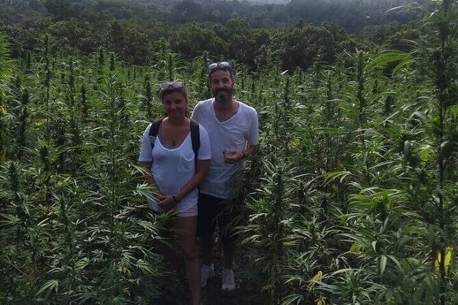 Jamaica Farm Private Dispensary Tour Montego Bay - Who Should Book This Tour?