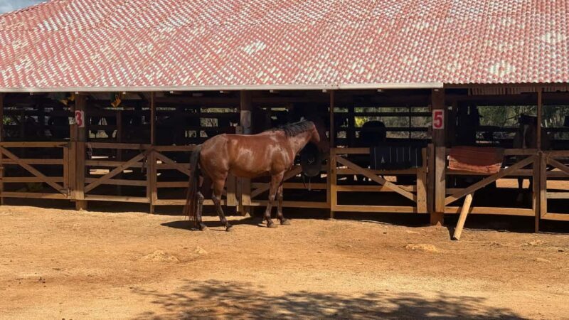 Jamaica: Horseback Riding and Sunset Catamaran Cruise - In The Sum Up: Who Is This Tour For?