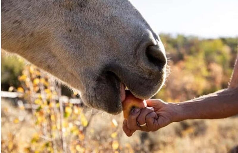 Jamaica: Private Horseback Ride and Swim in the Sea - What’s Included and What to Bring