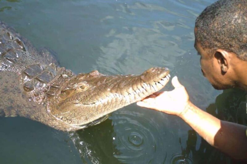 Jamaica: YS Falls and Black River Safari Tour - Exploring Jamaica’s Hidden Side: YS Falls and Black River Safari