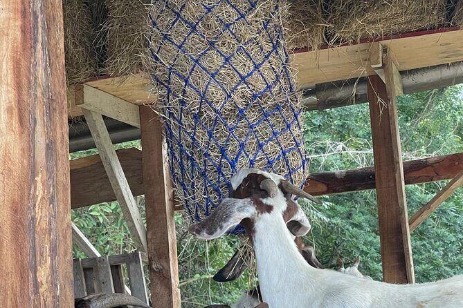 Jamaican Farm Life, Local Beach Experience - Family Friendly - Exploring the Tour in Detail
