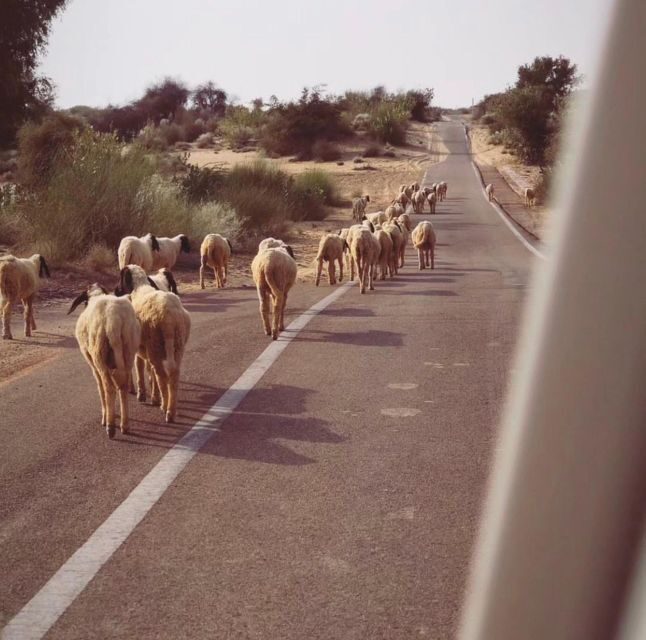 James Desert Experience - Exploring the Heart of Rajasthan’s Thar Desert